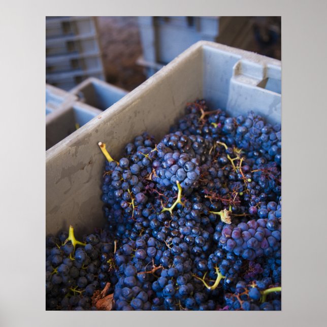 Bodega Marques de Riscal vinverk, druvor Poster (Framsidan)