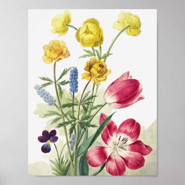 Boeket van tulpen, viooltjes, blauwe druifjes poster (Framsidan)