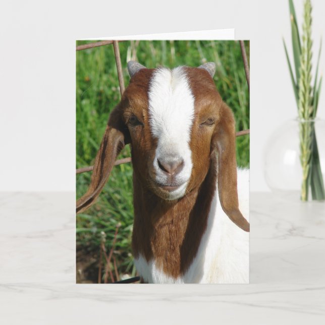 Boer Billy Goat Kid Kort (Framsida)