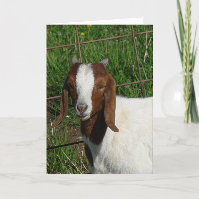 Boer Billy Goat Kid Kort (Framsida)