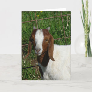 Boer Billy Goat Kid Kort