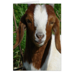 Boer Goat Hälsningskort