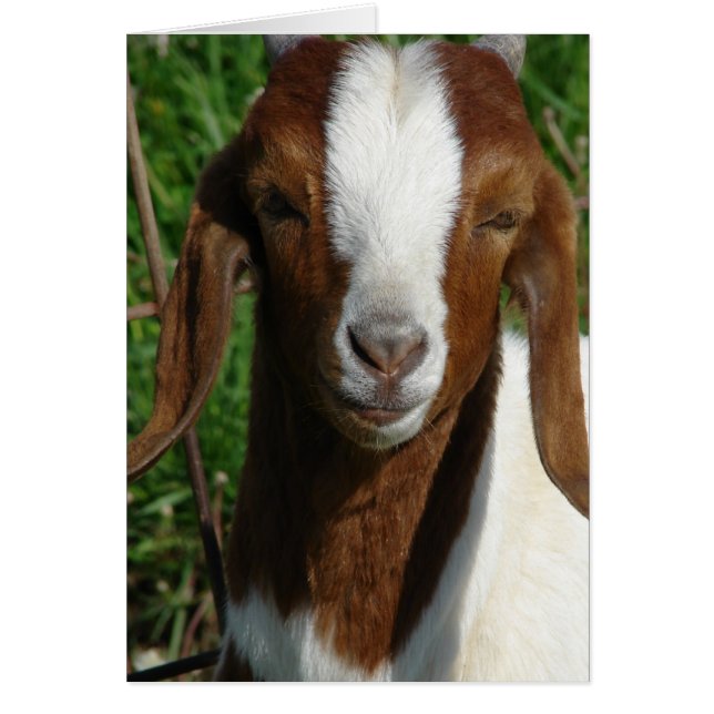 Boer Goat Hälsningskort (Framsidan)