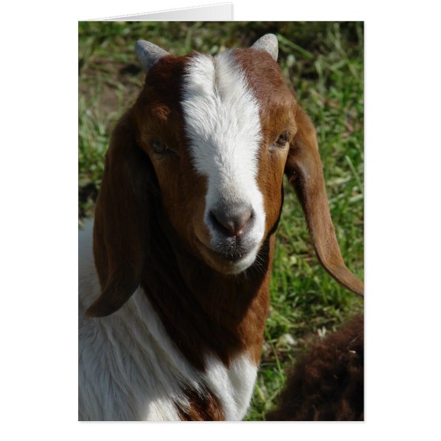 Boer Goat Hälsningskort (Framsidan)