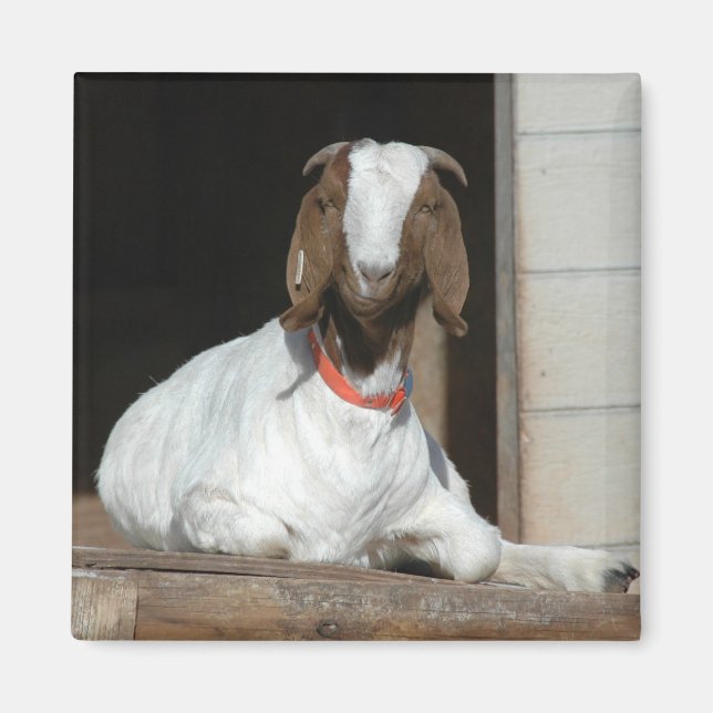 Boer Goat Nanny Doe Magnet (Framsidan)