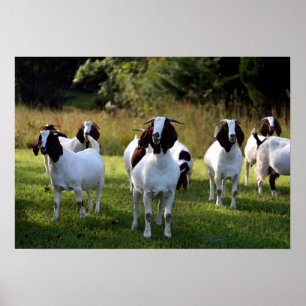 Boer Goat the Gangs All here Poster Skriv ut