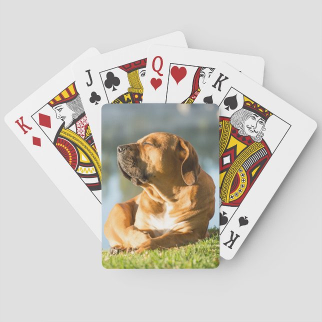 Boerboel Casinokort (Baksidan)