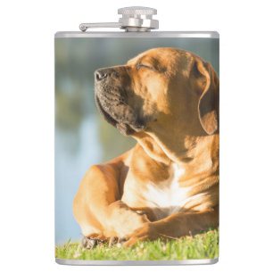 Boerboel Fickplunta