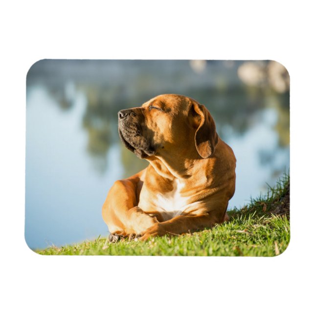 Boerboel Magnet (Horisontell)