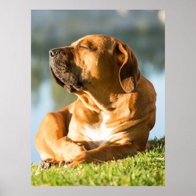 Boerboel Poster (Framsidan)