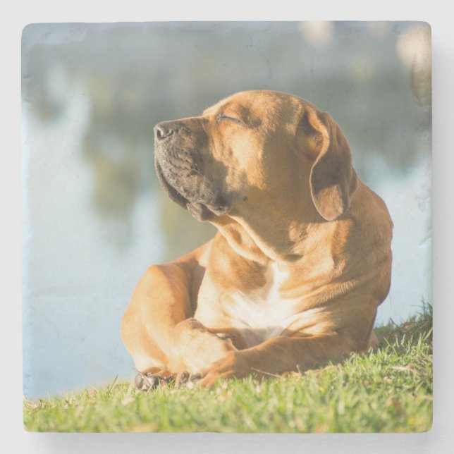 Boerboel Stenunderlägg (Framsidan)