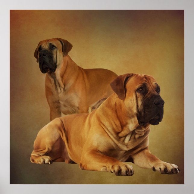 Boerboel - Sydafrikanska Mastiff Poster (Framsidan)
