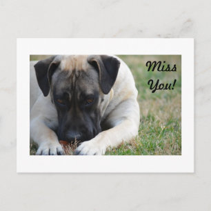 Boerboel-vykort Vykort