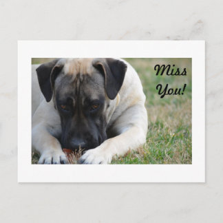 Boerboel-vykort Vykort