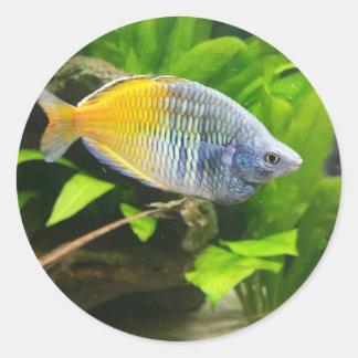 Boesemani Rainbow Runt Klistermärke