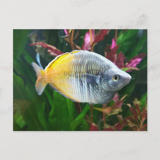 Boesemani Rainbow Vykort (Framsida)