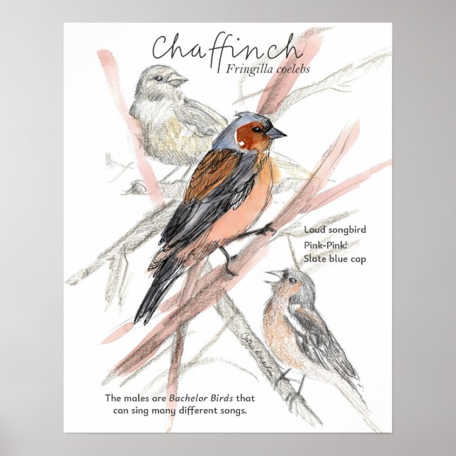 Bofink sångfågel blå mössa trädgrenar poster (Framsidan)