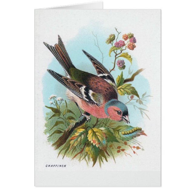 Bofinken Hälsningskort (Framsidan)