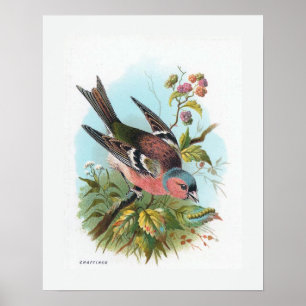 Bofinken Poster