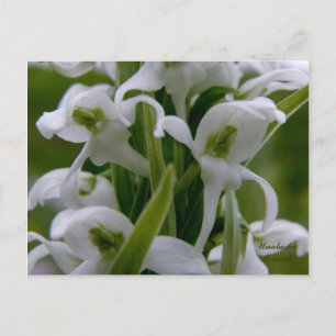 Bog Candle Orchid Blommars, Unalaska Island Vykort