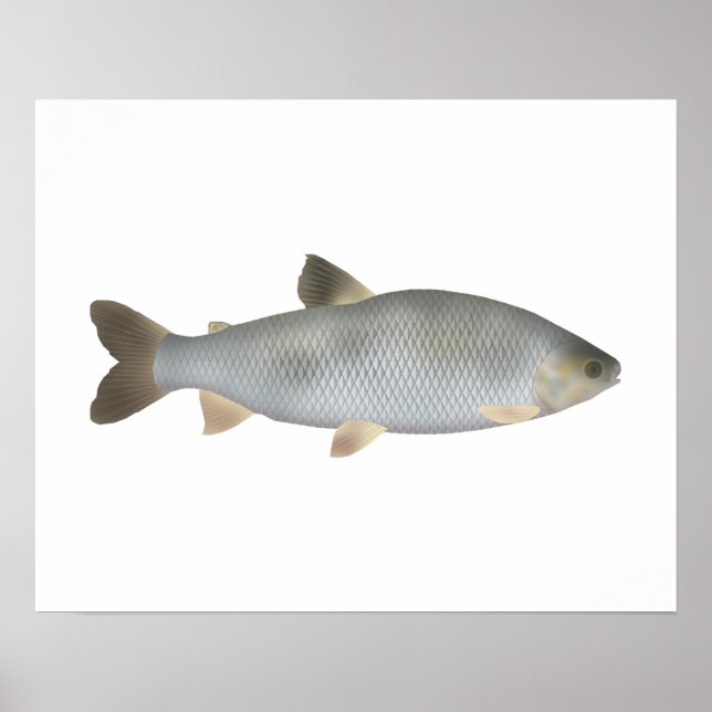 Boga Poster (Framsidan)