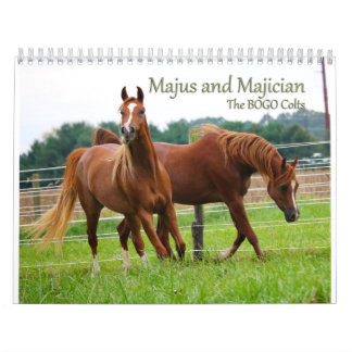 BOGO Colts Calendar 3 åriga bilder Kalender