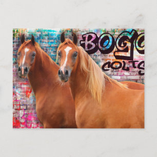 BOGO Colts - Graffiti Post Card - Arabiska hästar Vykort