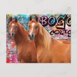 BOGO Colts - Graffiti Post Card - Arabiska hästar Vykort