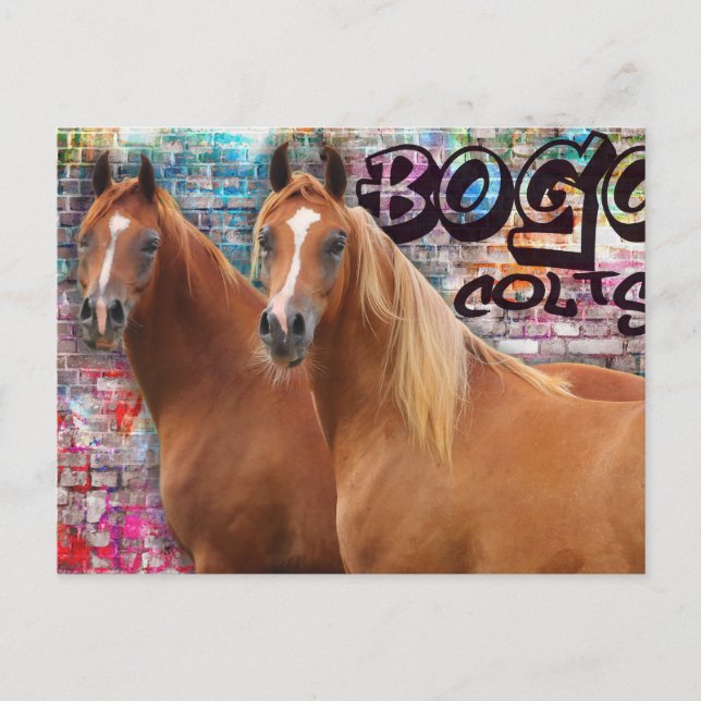 BOGO Colts - Graffiti Post Card - Arabiska hästar Vykort (Framsida)