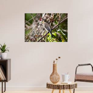 Bohemian Waxwing, kanadensiska Avian Poster