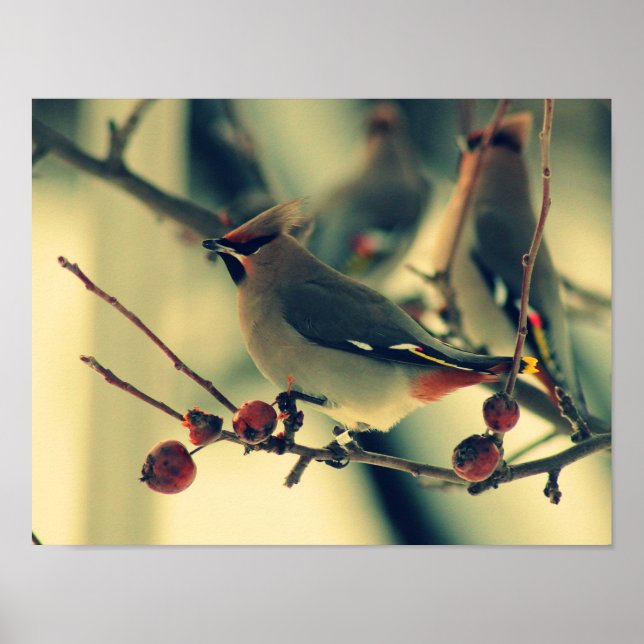 Bohemian Waxwing Poster (Framsidan)