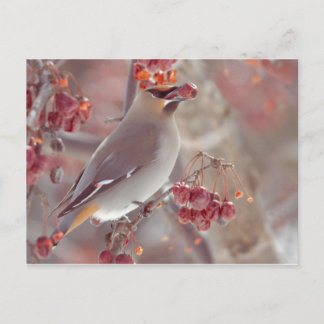 Bohemian Waxwings Vykort