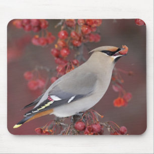 Bohemisk Waxwing Mousepad Musmatta
