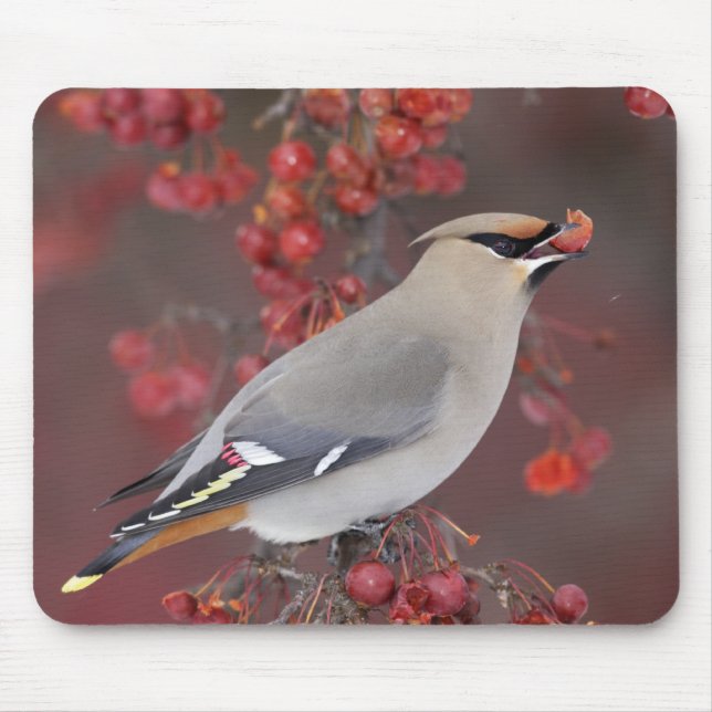 Bohemisk Waxwing Mousepad Musmatta (Framsidan)