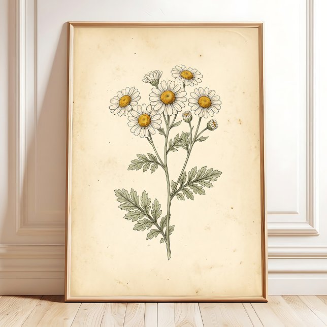 Boho Botanisk Vintage Febernöt Poster (Skapare uppladdad)