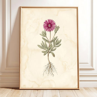 Boho Delosperma Botanisk Canvas Konst Poster