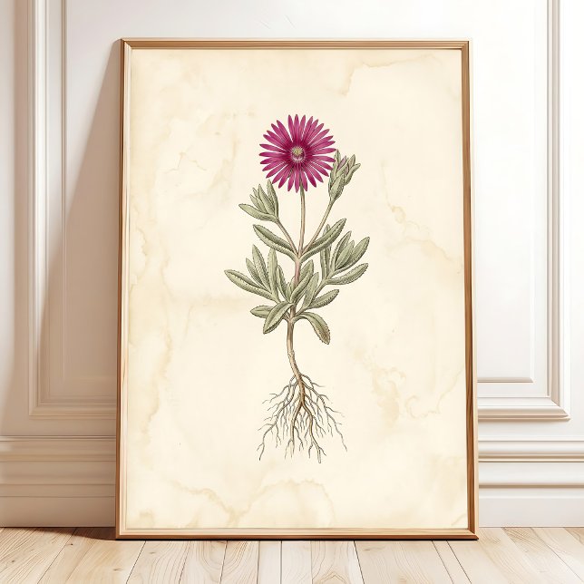 Boho Delosperma Botanisk Canvas Konst Poster (Skapare uppladdad)