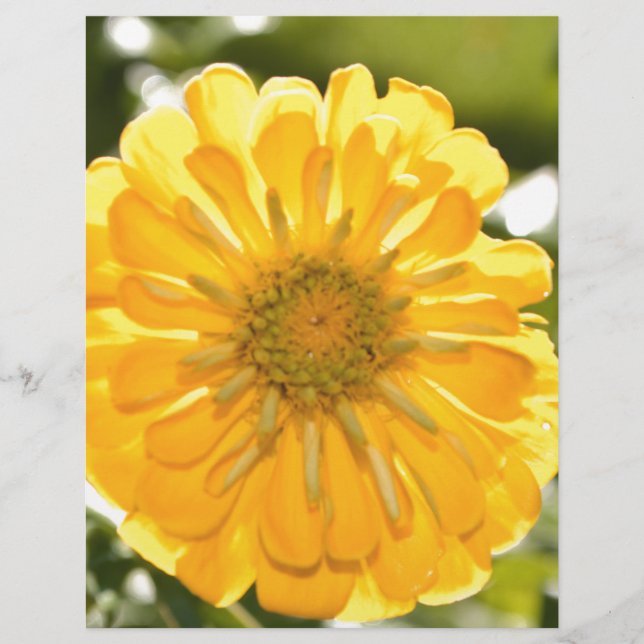 Boho gult-blomma (Framsida)