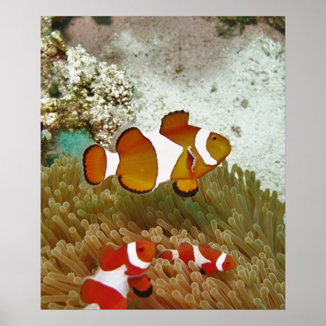 Bohol Clown Fish Family Poster (Framsidan)