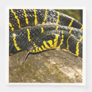 Boiga dendrophila eller mangrove-orm pappersservett