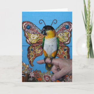 Boingo fjärilskort 2 kort