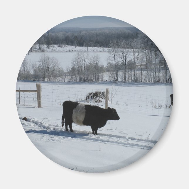 Böjd Galloway Cow i ett snöliggande Magnet (Framsidan)