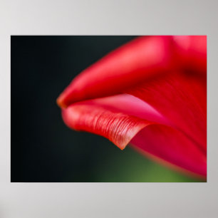 Böjd röd tulpanblomma Kronblad Naturlig Fotografi Poster