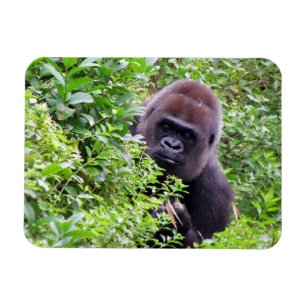 Böjlig magnet för gorilla