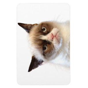 Böjlig magnet för Grumpy katt