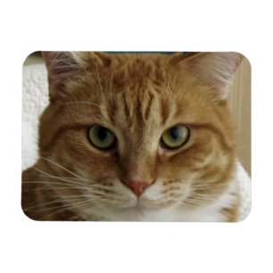 Böjlig magnet för orange tabby katt