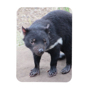 Böjlig magnet för Tasmanian djävulen