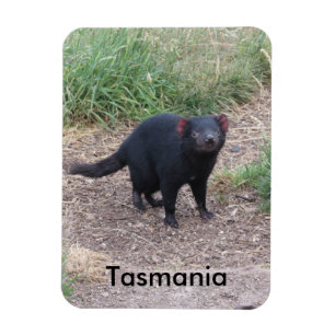 Böjlig magnet för Tasmanian djävulen