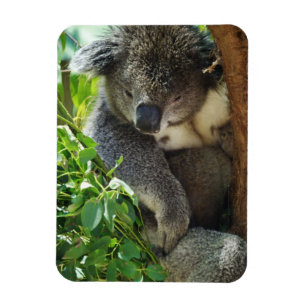 Böjlig magnet för tillfällig Koala