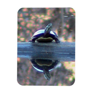 (Böjlig) sköldpaddareflexionsmagnet, Magnet